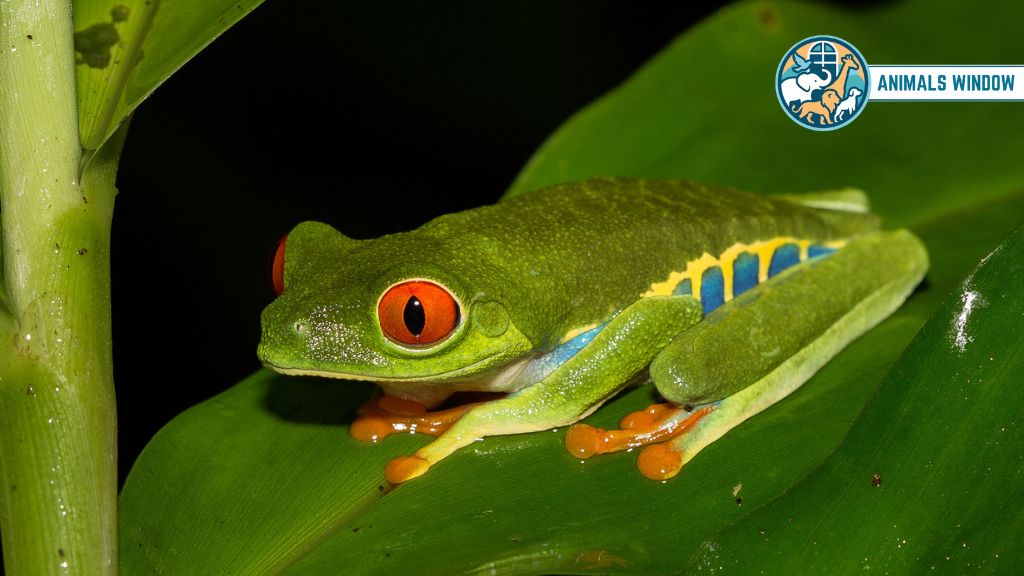 Red-eyed Tree Frog Animals with Big Eyes