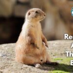 15 Remarkable Animals That Live in Burrows (With Pictures and Unique Facts)