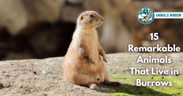 15 Remarkable Animals That Live in Burrows (With Pictures and Unique Facts)