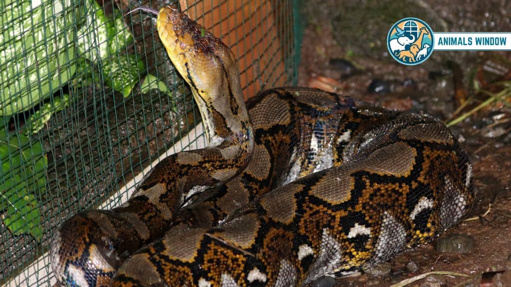 Reticulated Python Animal That Eat Humans
