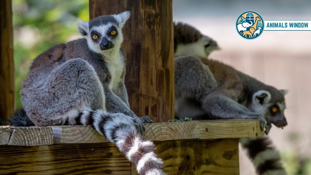 Ring-tailed Lemur Stunning Striped Animal in the World