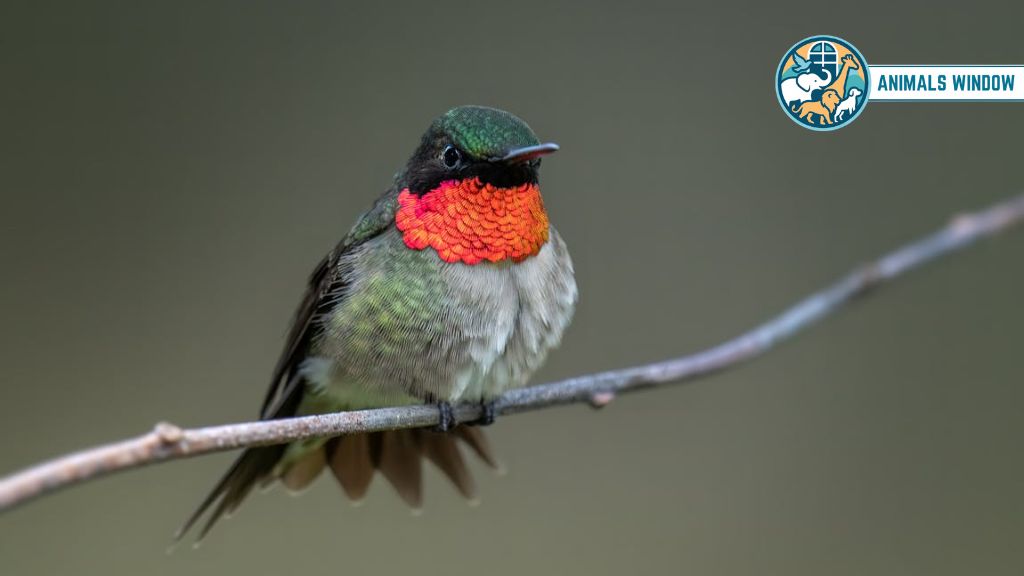 Ruby-Throated Hummingbird Animal That Eat A Lot