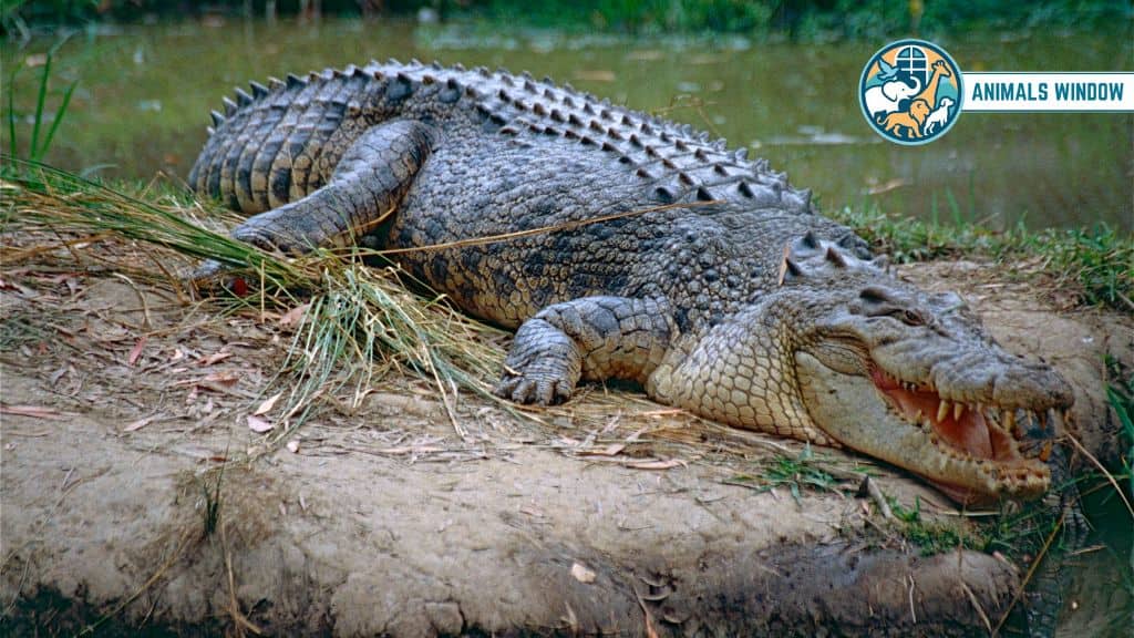 Saltwater Crocodile Animal That Eat Humans