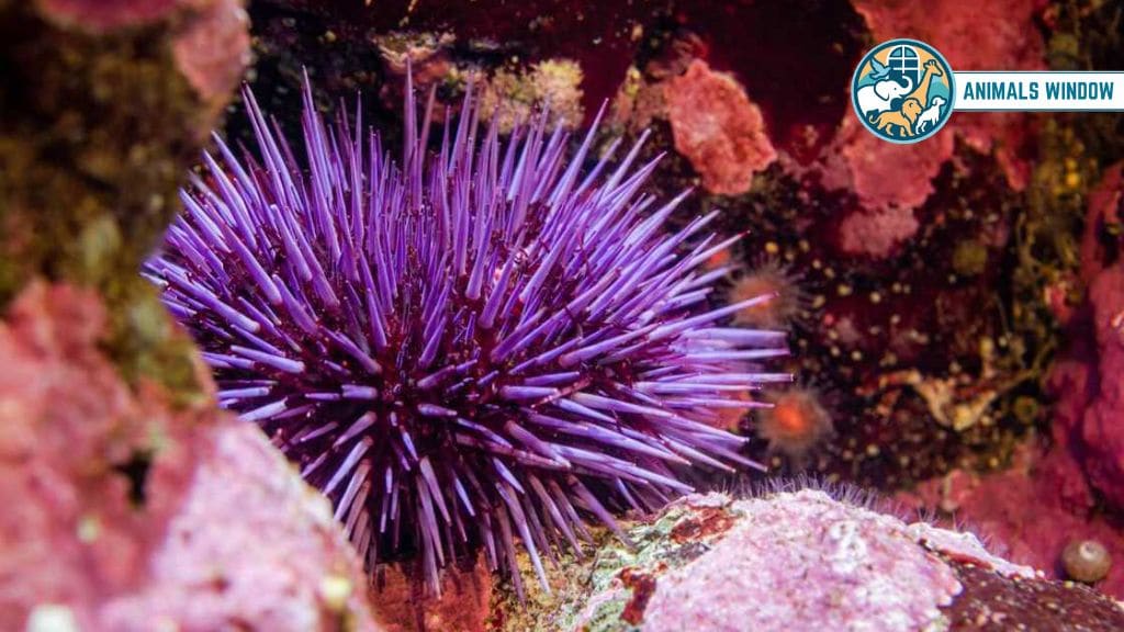 Sea Urchin Animals That Don’t Sleep