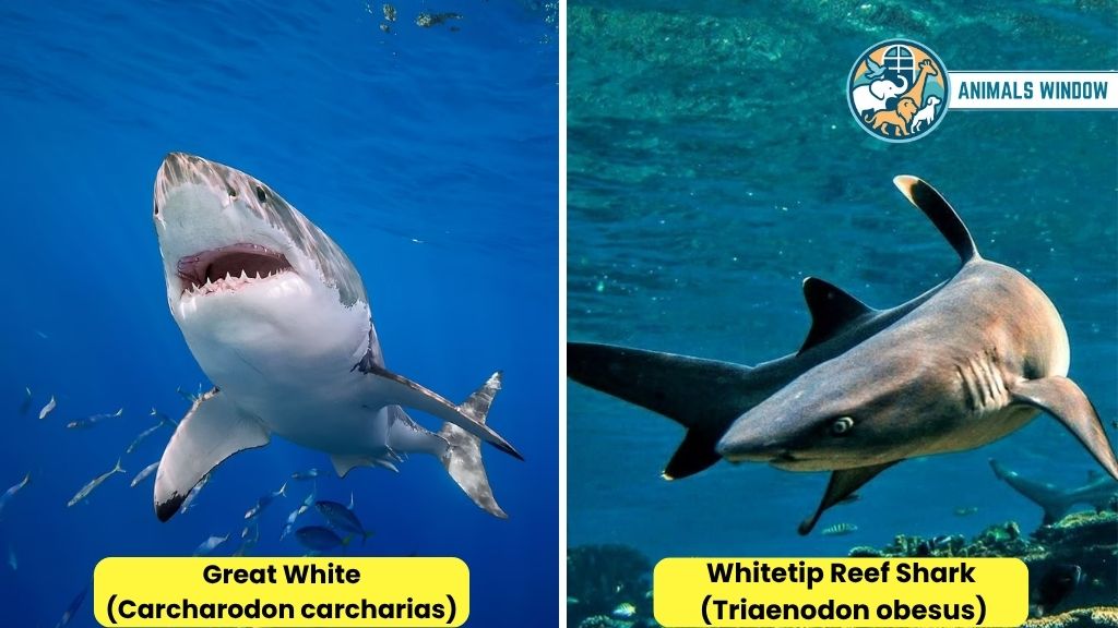 Sharks Animal That Don’t Sleep