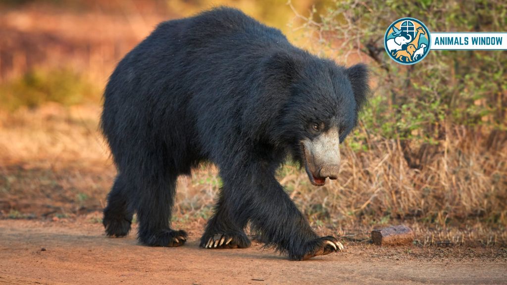 Sloth Bear Animals That Eat Humans