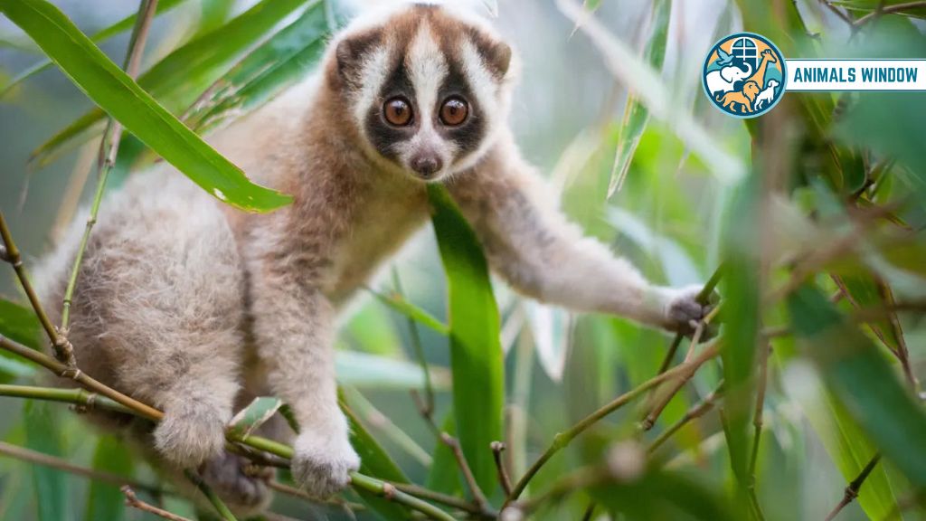 Slow Loris Animal with Big Eyes