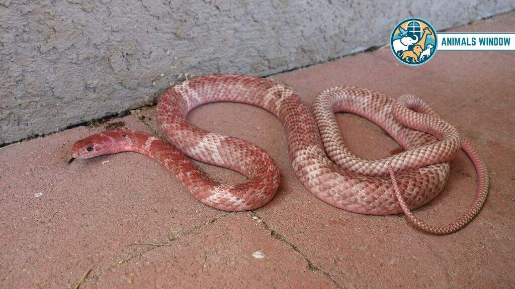 Sonoran Coachwhip Snake Real Pink Animal