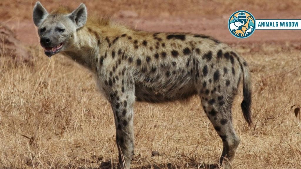 Spotted Hyena Animals That Eat Humans