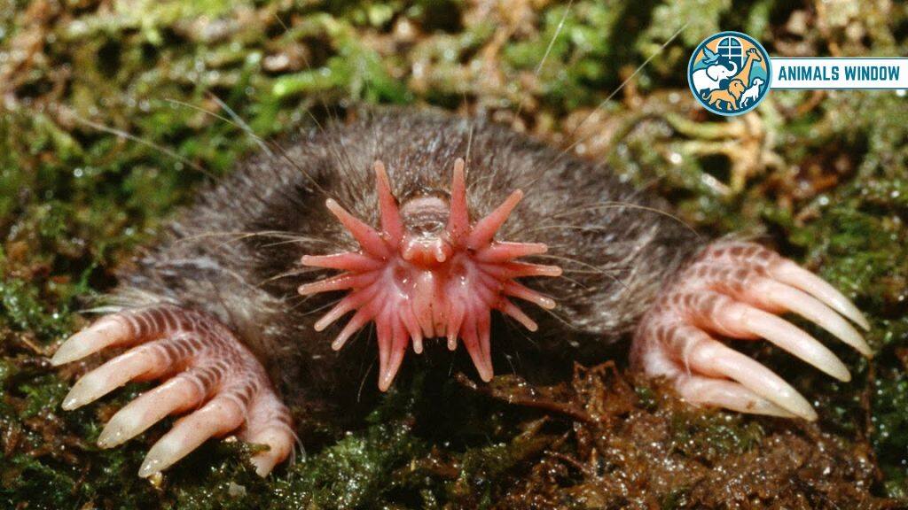 Star-Nosed Mole Animal That Eat A Lot