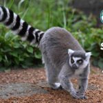 20 Stunning Striped Animals in the World (With Pictures and Unique Facts)