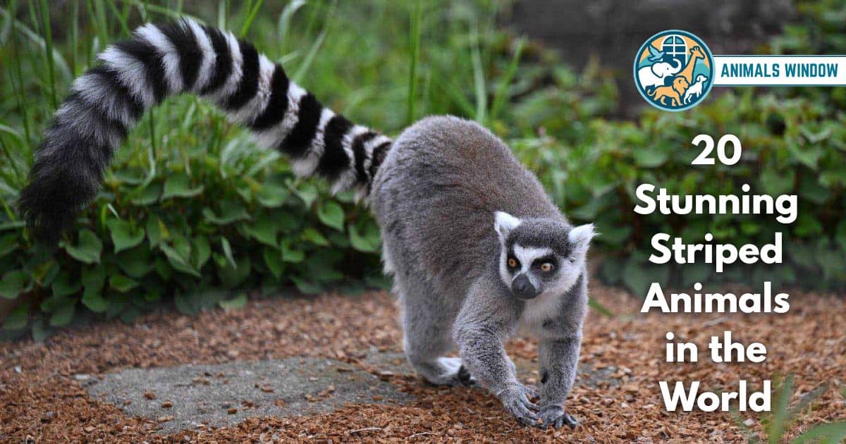 20 Stunning Striped Animals in the World (With Pictures and Unique Facts)