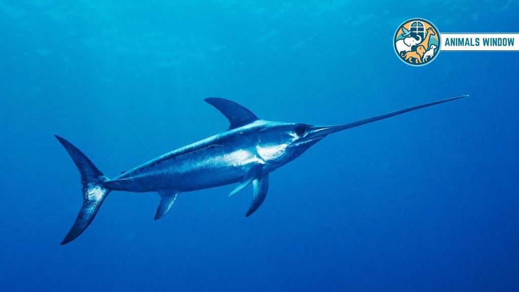 Swordfish Animals with Big Eyes
