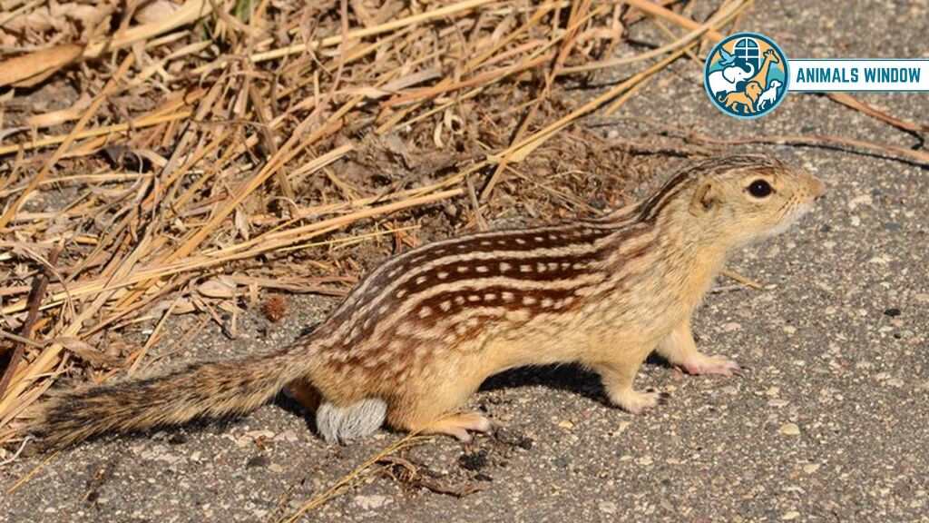 Thirteen-lined Ground Squirrel Prairie Animal