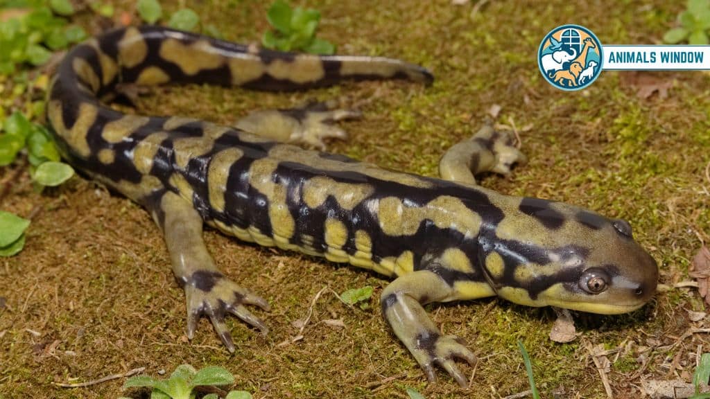 Tiger Salamander Stunning Striped Animal in the World