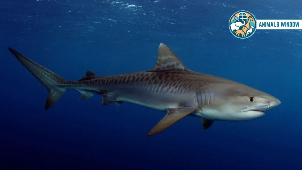 Tiger Shark Animals That Eat Humans