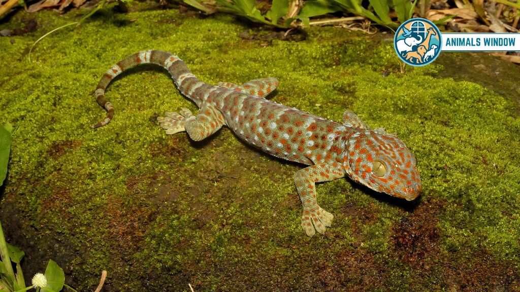 Tokay Gecko Animal with Big Eyes