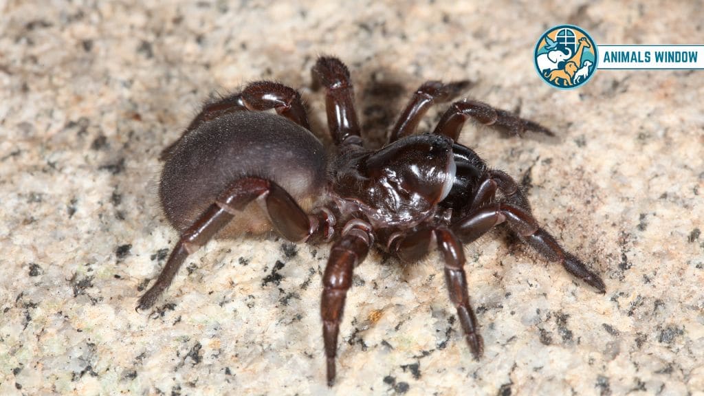 Trapdoor Spider Remarkable Animals That Live in Burrows