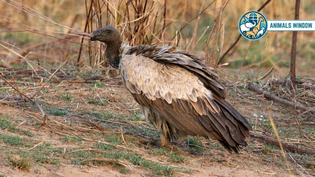 Vultures Brutal Animals That Eat Lions