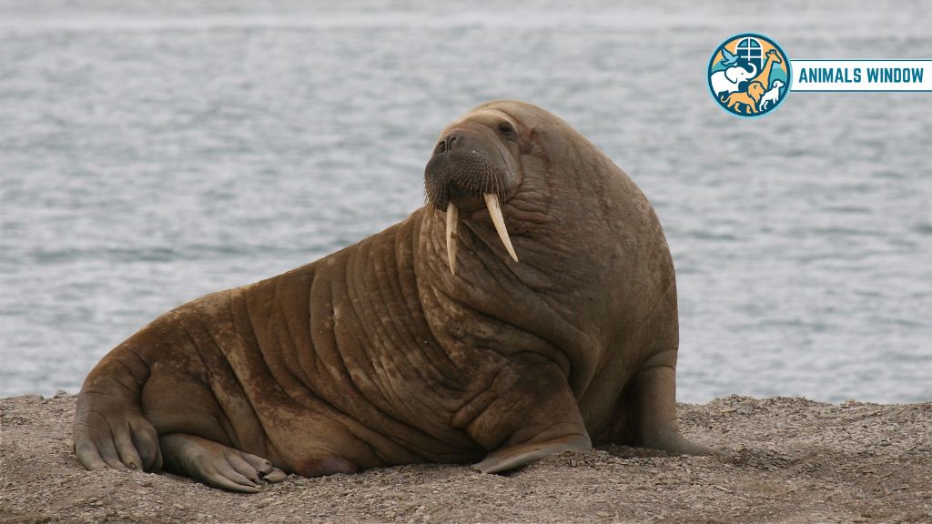 Walrus Animal That Don’t Sleep