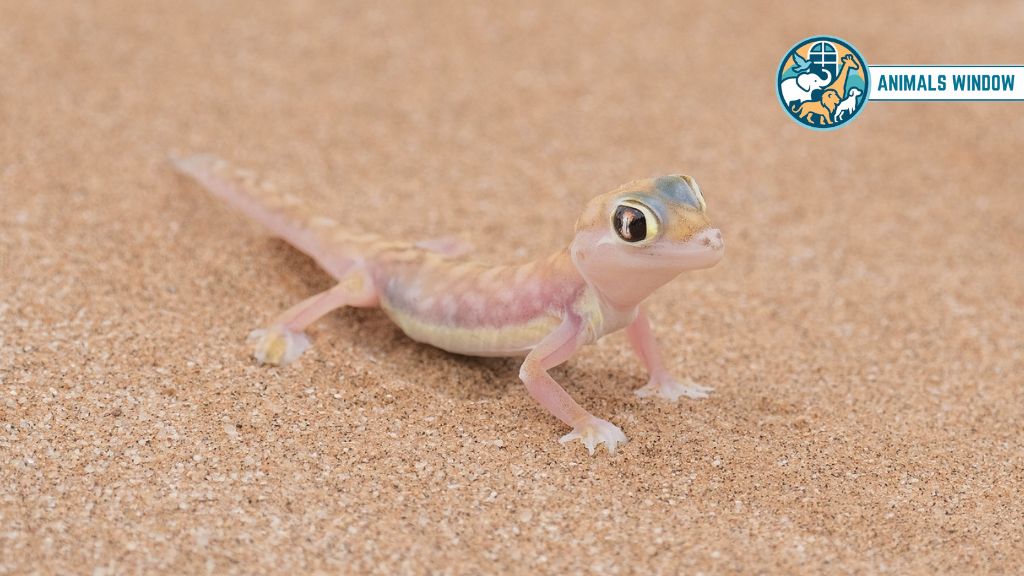 Web-Footed Gecko Real Pink Animal