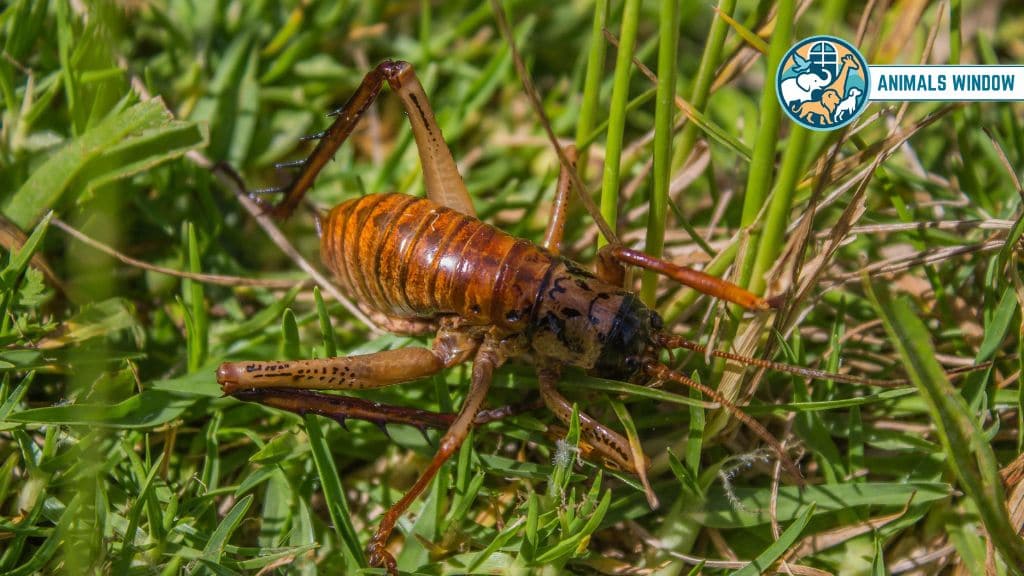 Weta Strongest and Toughest Animal on Earth