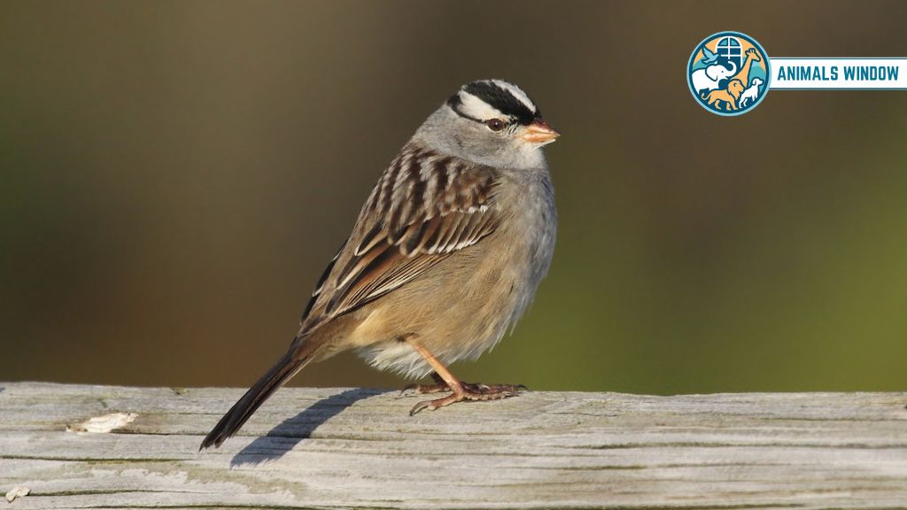 White-crowned Sparrow Stunning Striped Animal in the World