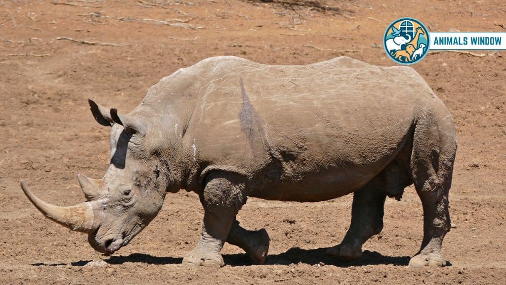 White Rhinoceroses Brutal Animal That Eat Lions
